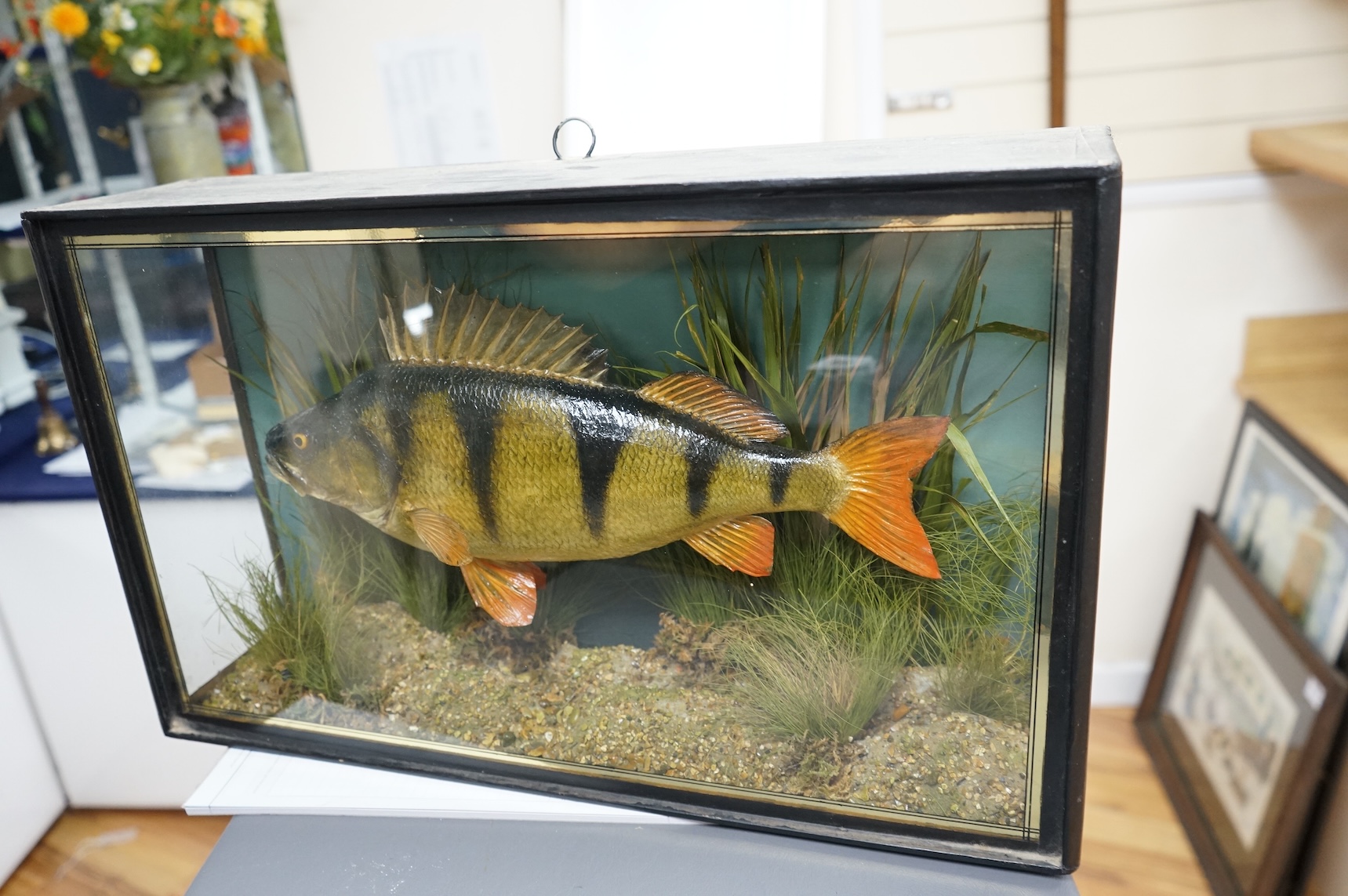 A 20th century taxidermy European Perch in case, with paper label reading; ‘Preserved by J. Cooper & Sons, 28 Radnor Street, St Luke’s, London E.C.’, dimensions; 52cm wide, 31.5cm high, 13cm deep